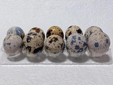 うずら卵 卵,たまご,生卵の写真素材