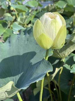 Photo, lotus, lotus flower, bud, 