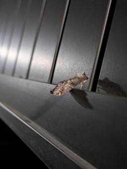 夜の静寂に溶け込むヤマトホソヤガ 蛾,昆虫,擬態の写真素材