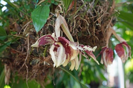 スタンホペアの花 スタンホペアの花 スタンホペア,ラン,多年草の写真素材