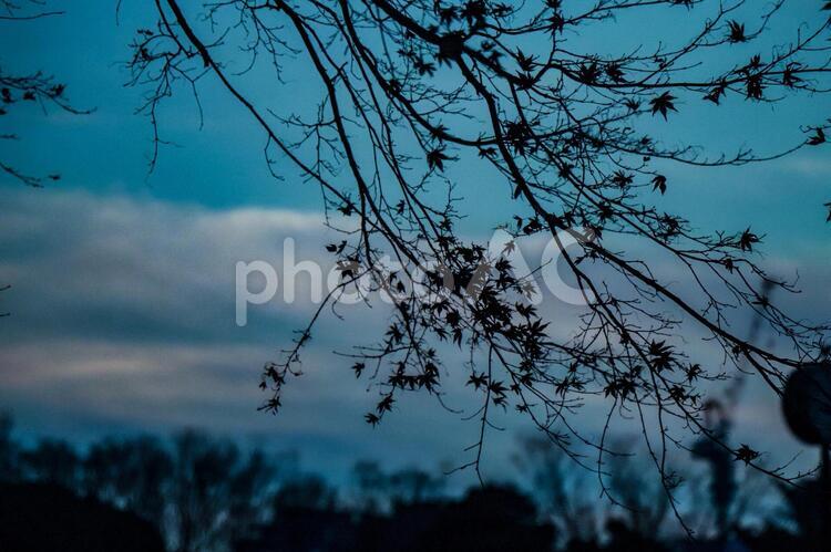 冬の訪れ blue,leaf,treeの写真素材