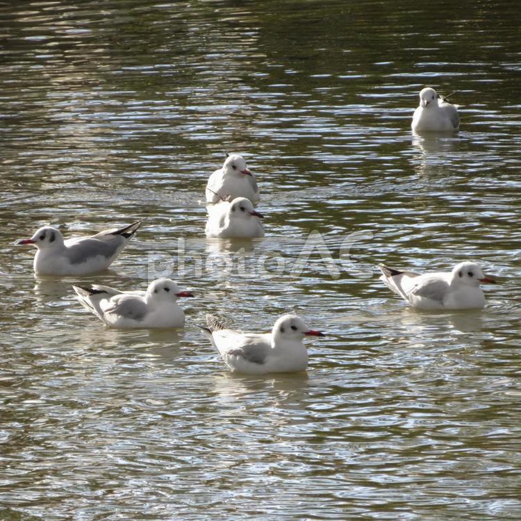 越冬で池にやってきたユリカモメたち ユリカモメ,鳥,鳥類の写真素材