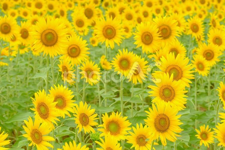 夏の満開の可愛いひまわり畑 ひまわり,ヒマワリ,向日葵の写真素材