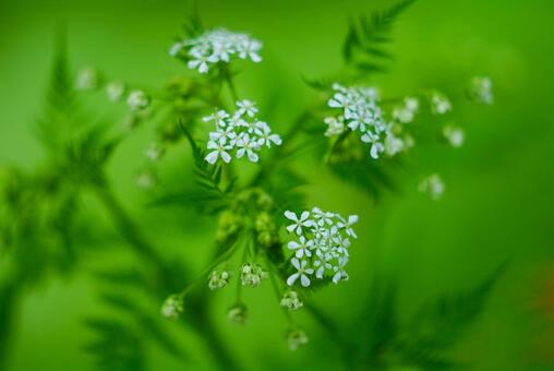 セントウソウの写真