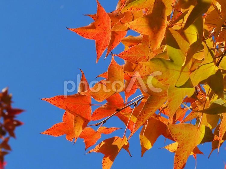 色づくフウの木 秋,赤い,鮮やかの写真素材