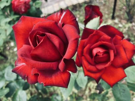 Hybrid Tea Rose Hybrid Tea Roseの写真