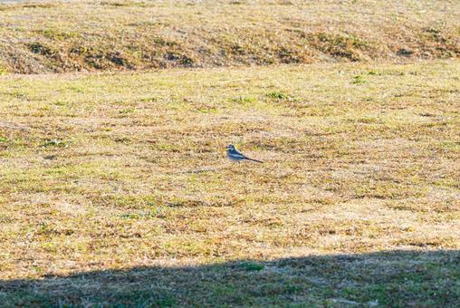 芝生広場を悠々と歩くハクセキレイ ハクセキレイ,セキレイ科,野鳥の写真素材