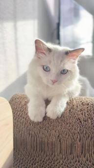 夕日をあびる猫④の写真