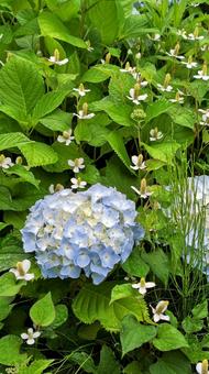 Hydrangea, JPG