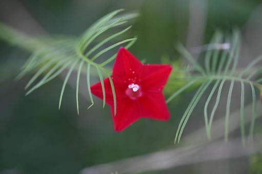 ルコウソウ ルコウソウ ルコウソウ,花,赤の写真素材