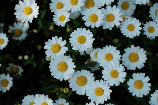 カンシロギクの花 カンシロギクの花の写真