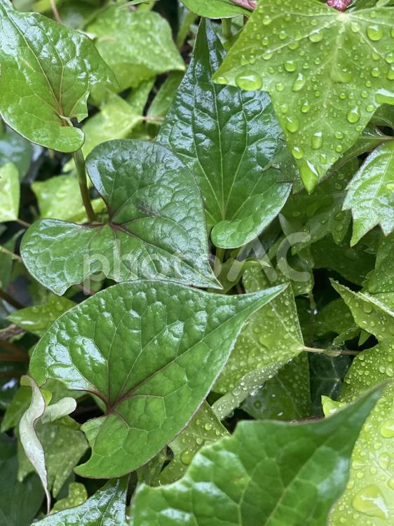 雨に濡れたドクダミとツタの葉 アイビー,グリーン,雨の写真素材