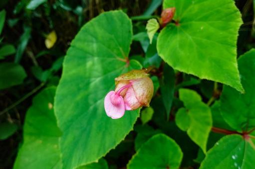 シュウカイドウ（秋海棠） ピンク,花,植物の写真素材