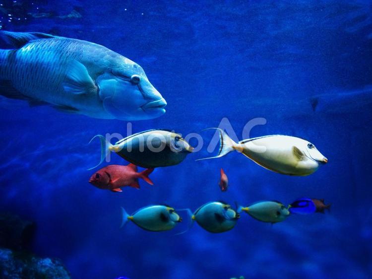 水族館の可愛いお魚たち 水族館,屋内,レジャーの写真素材