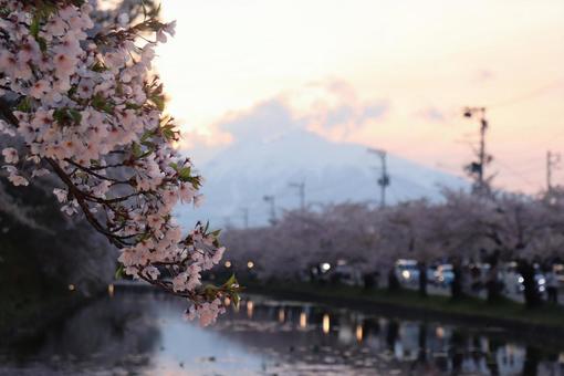 桜 桜祭り,湖,桜の写真素材