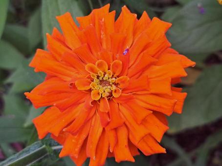 マリーゴールド大 マリーゴールド大 赤,花,ガーデンの写真素材