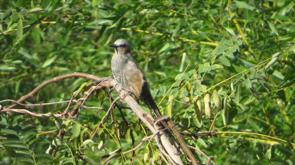 ヒヨドリの写真