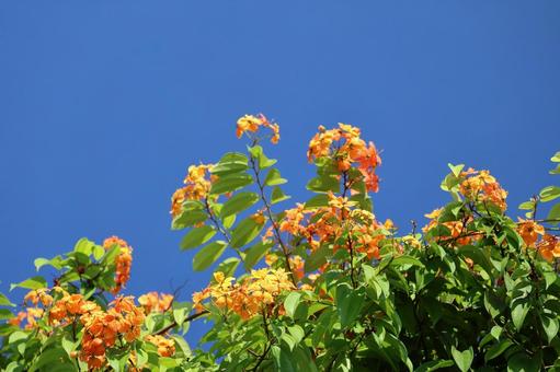 青空とオレンジのバウヒニアコッキアナの花 青空とオレンジのバウヒニアコッキアナの花の写真