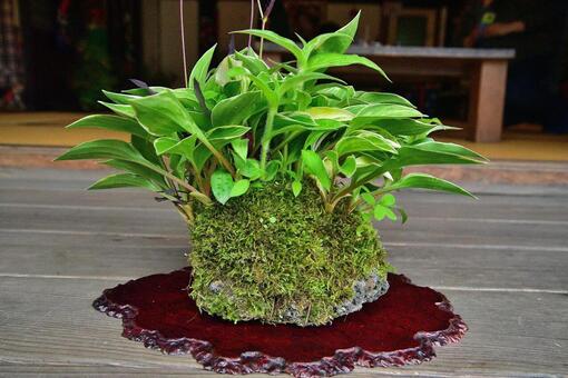 Potted plant, JPG