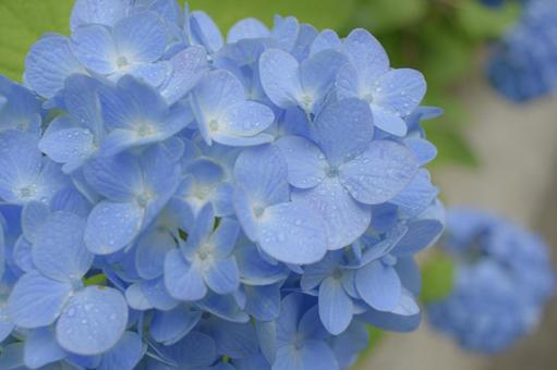 雨上がりの紫陽花 雨上がりの紫陽花の写真