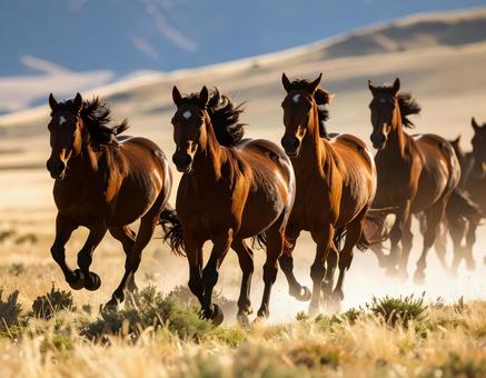 野生の馬 野生の馬の写真