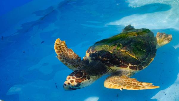 プールで泳ぐ海亀 プールで泳ぐ海亀 海亀,かめ,生き物の写真素材