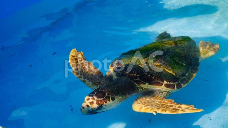 プールで泳ぐ海亀 海亀,かめ,生き物の写真素材