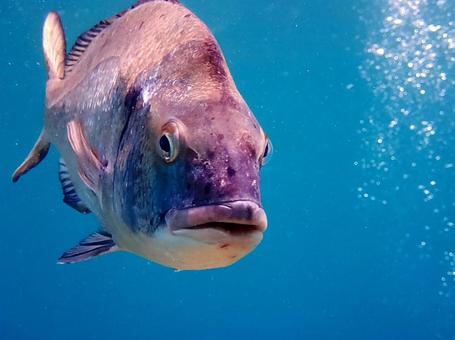 真鯛 真鯛 魚,海,鯛の写真素材