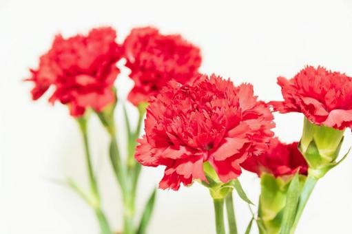 カーネーション 花,母の日,植物の写真素材