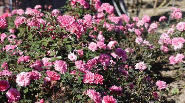 【花の写真】ばらの花 rose,植物,園芸の写真素材