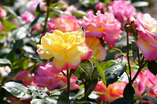 薔薇 キッスオブフロリア 薔薇 キッスオブフロリアの写真
