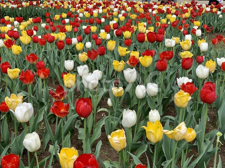 日比谷公園のチューリップの群生 チューリップ,赤,カラフルの写真素材