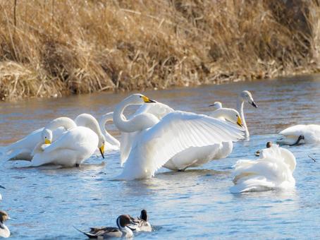 Photo, swan, bird, animal, 