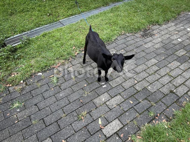 黒ヤギさん やぎ,ヤギ,動物の写真素材