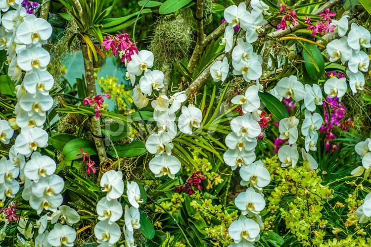 南国のジャングルの植物群 ジャングル,植物,植物群の写真素材