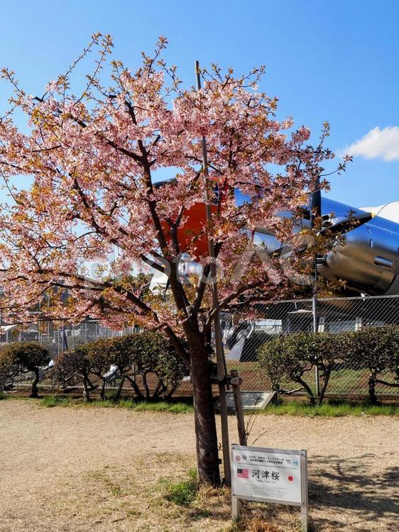 早春の花・航空公園の河津桜・埼玉県所沢市 早春,河津桜,飛行機の写真素材
