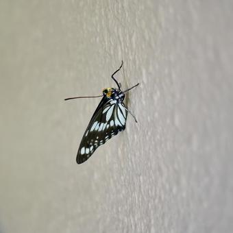 壁に止まる一頭のゴマダラチョウ 壁に止まる一頭のゴマダラチョウ ゴマダラチョウ,蝶,黒の写真素材