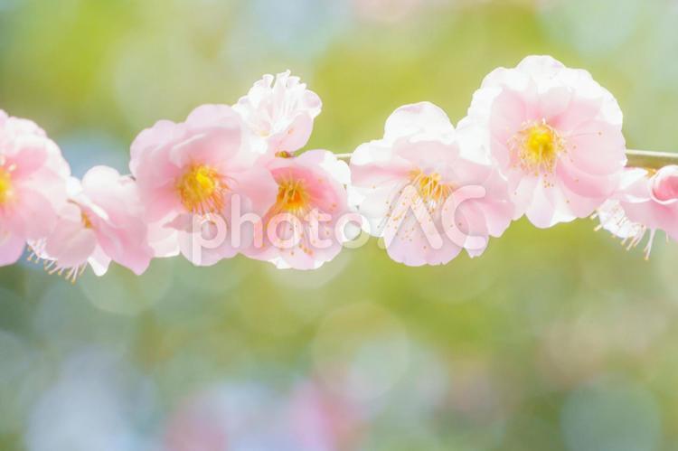 ピンクの梅の花アップ 梅,花,ピンクの写真素材