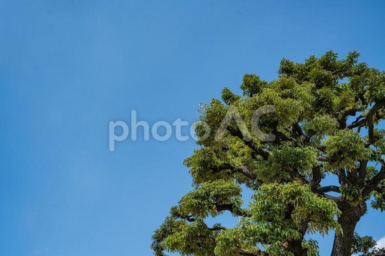 青空と樹木 青空,白い雲,晴天の写真素材