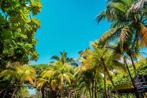 【シンガポール】ガーデンズバイザベイ 【シンガポール】ガーデンズバイザベイ シンガポール,ベイフロント,singaporeの写真素材