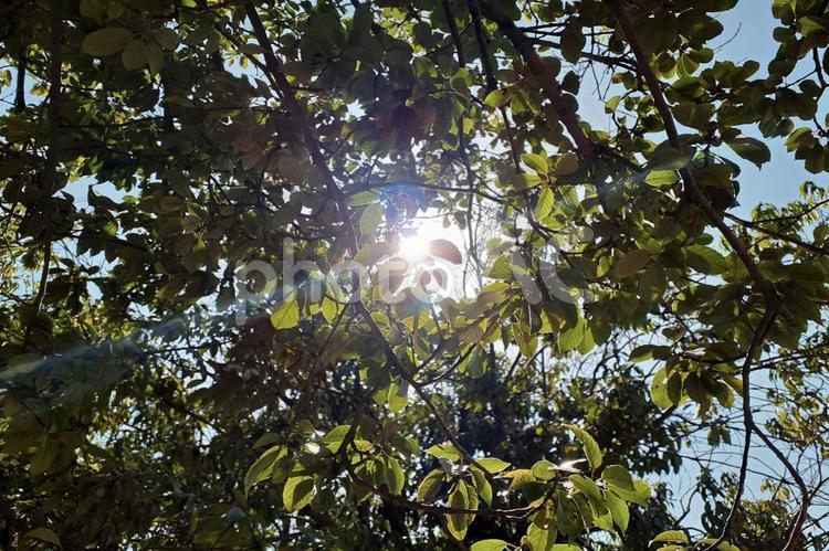 情景　木漏れ日 木漏れ日,山,秋の写真素材