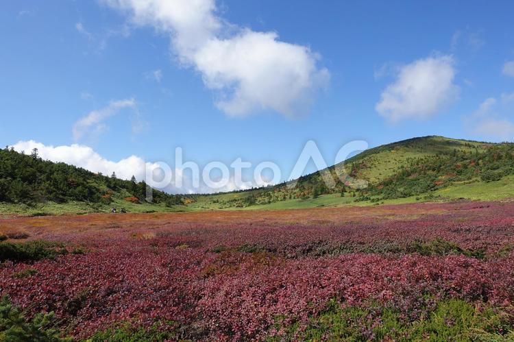 秋　一切経山　紅葉　10月 紅葉,もみじ,秋の写真素材