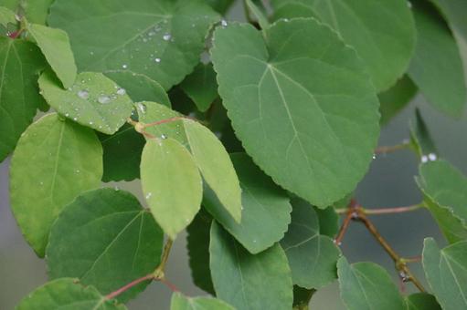 Raindrops and leaves, JPG Raindrops and leaves, JPG