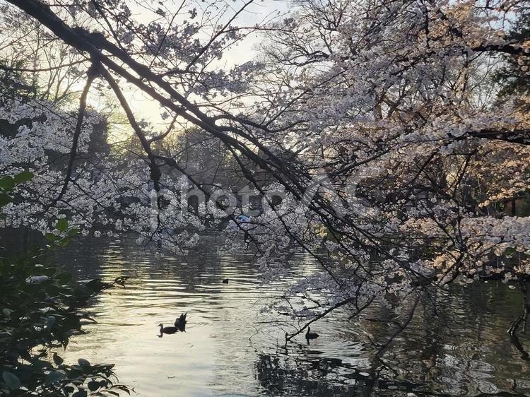井の頭公園の夕暮れ　桜 春,サクラ,さくらの写真素材