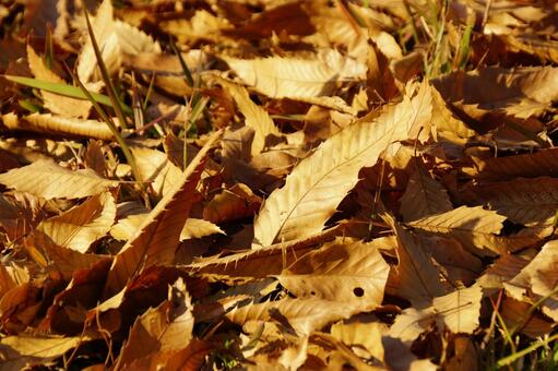 枯葉 葉,落葉,植物の写真素材