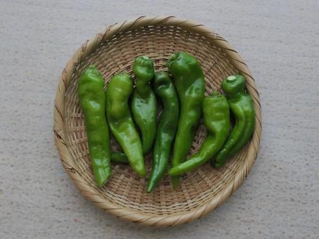 万願寺唐辛子 万願寺唐辛子 トウガラシ,野菜,食材の写真素材