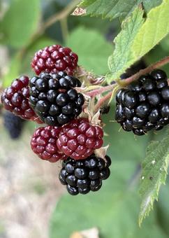 Photo, blackberry, berry, jam, 
