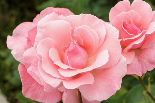 淡いピンクの優美な薔薇 淡いピンクの優美な薔薇の写真