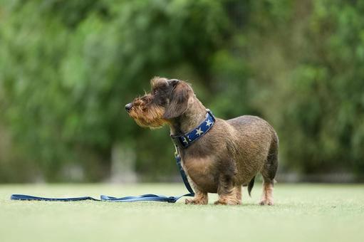 ミニチュアダックスのポートレート 犬,ミニチュアダックス,ワイヤーヘアードの写真素材