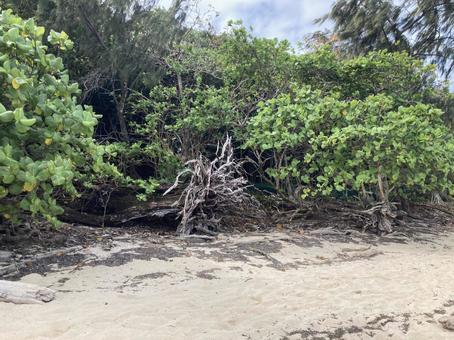 海辺の森 浜辺,海辺,森の写真素材